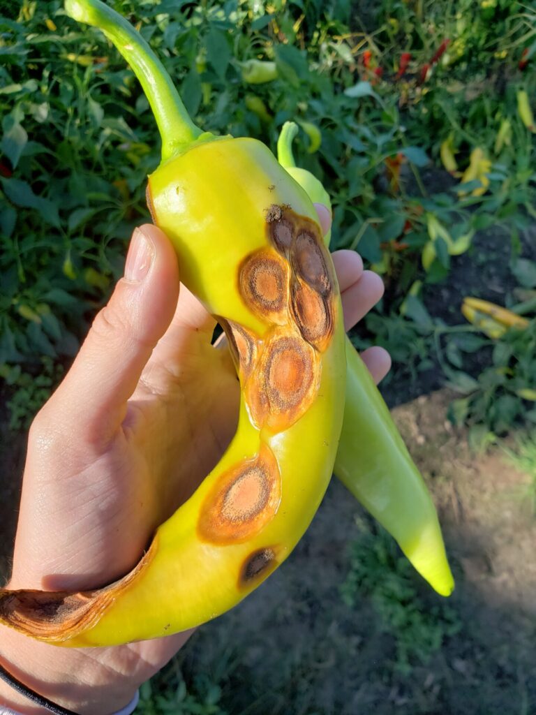 Anthracnose Management In Peppers The Old And The New Purdue