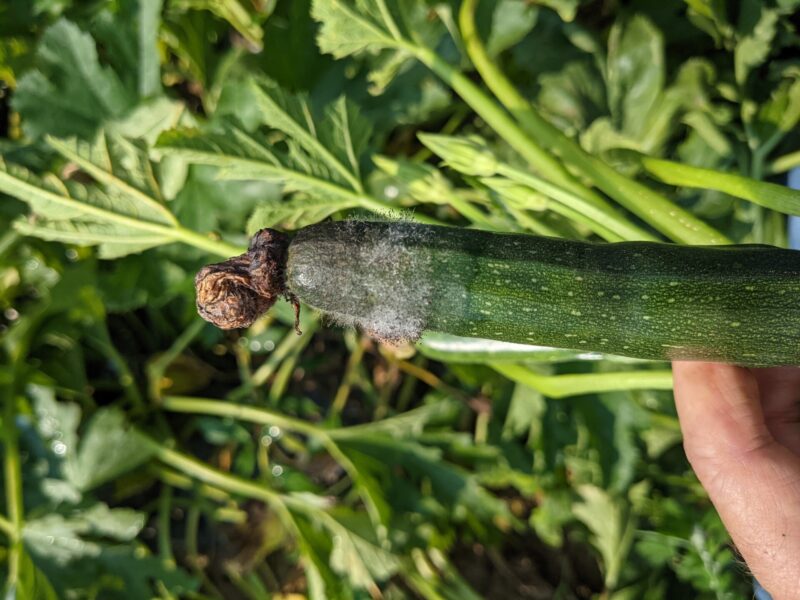 Choanephora Rot Of Squash Purdue University Vegetable Crops Hotline