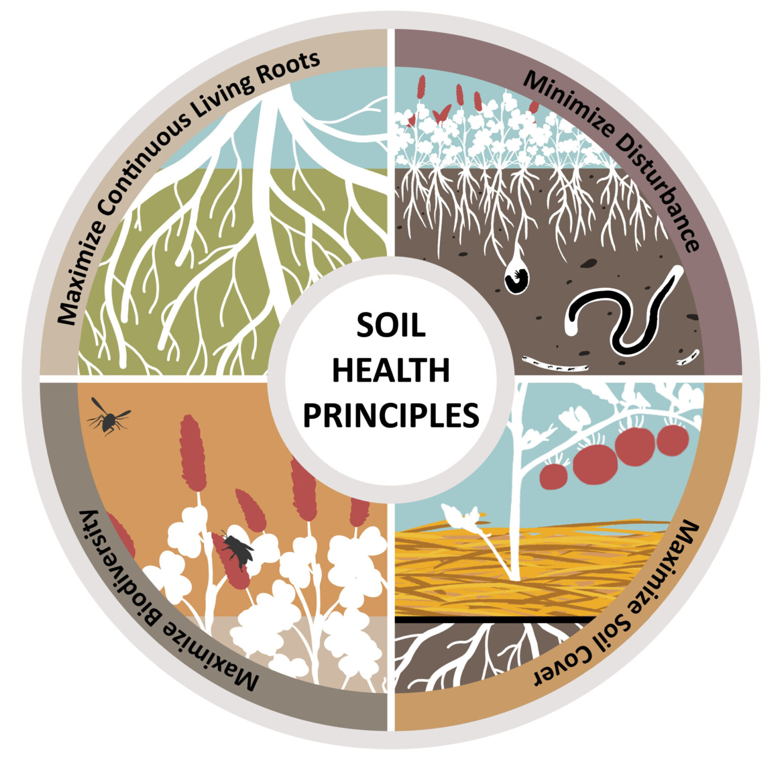 Urban Soil Health Program What And Why Purdue University Vegetable