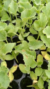 Angular leaf spot of cantaloupe