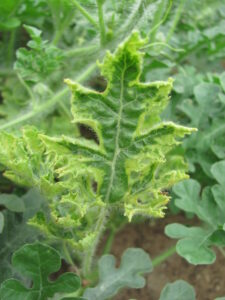 Papaya ring spot virus of watermelon