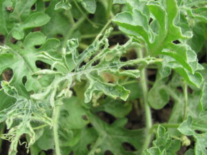 papaya ring spot virus on watermelon