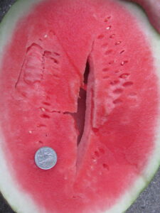 Hollow heart of watermelon