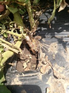 Southern blight can be recognized by the small sclerotia at the base of the stem. These lesions will eventually result in the wilting of the plant.