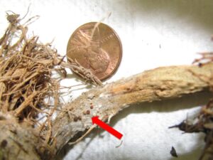 Close up of southern blight of tomato lesions. Sclerotia become darker as they age. Red arrow indicates sclerotia.