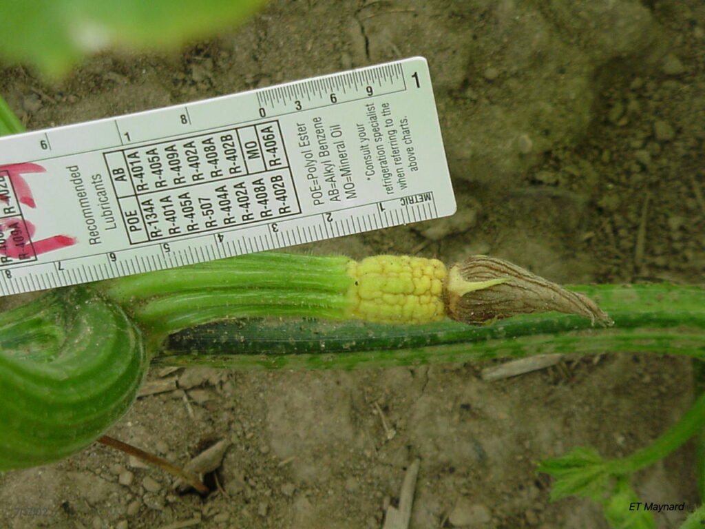 Figure 2. Pumpkin female flower aborted before opening (Photo by E. Maynard).