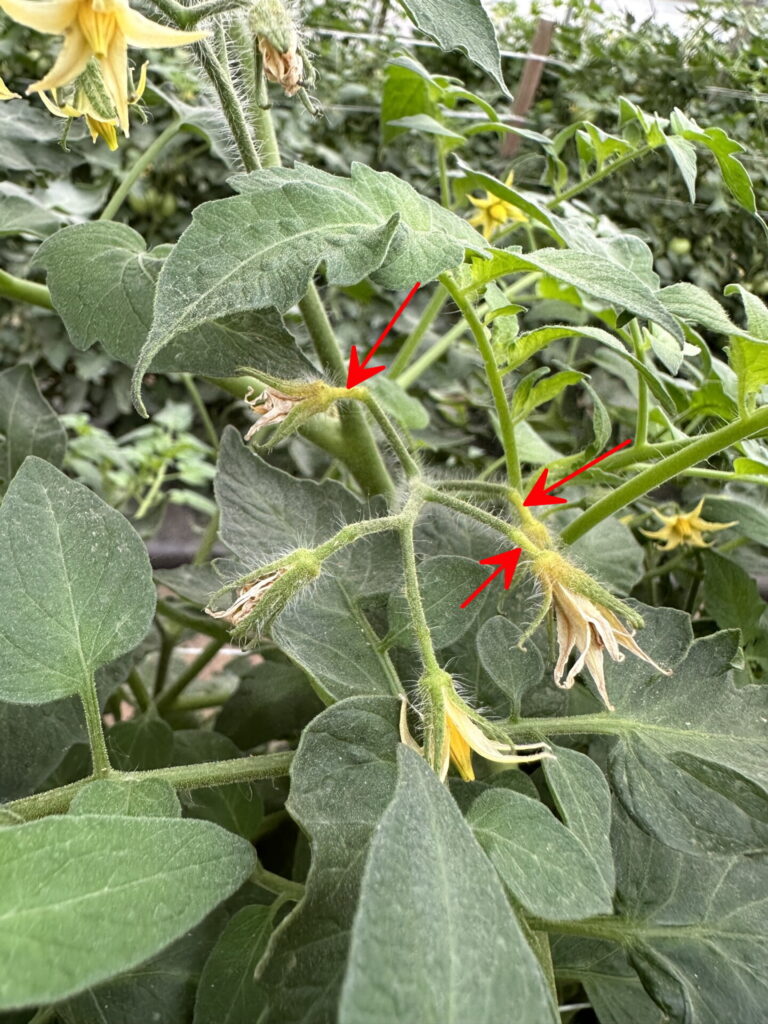 Figure 3. Arrows point to tomato flowers that are aborting after blooming, indicated by the yellowing of pedicels (Photo by W. Guan).