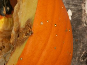 Figure 2. Bacterial spot can cause scabby lesions on the surface of the pumpkin. Occasionally, lesions become infected with secondary fungi and are enlarged.