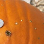 Bacterial spot of pumpkin often causes scab-like lesions on pumpkins. In this photo