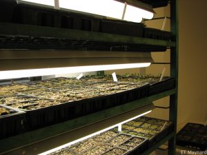 The heat source under these plug trays promotes rapid and uniform germination as long as media does not dry out. (Photo by E. Maynard)