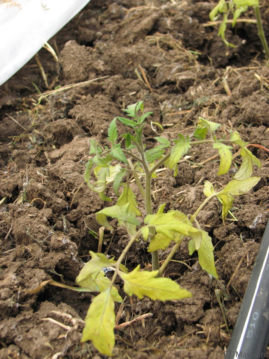 Figure 1. Young tomato transplant in a high tunnel with chlorotic lower leaves.