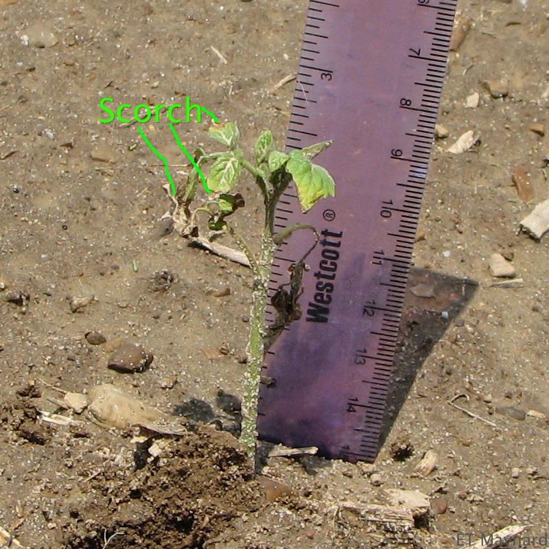 Figure 3. Young tomato transplant in the field with scorched leaf margins and dead leaves.