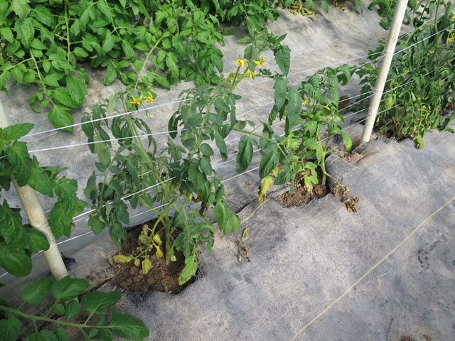 Figure 1. Stunted, wilted, tomato plants.