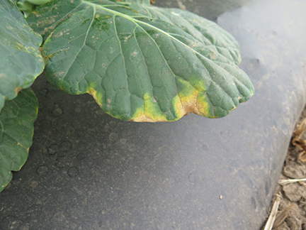 Figure 1. Typical symptoms of black rot include 'V' shaped lesions on the margins of leaf.