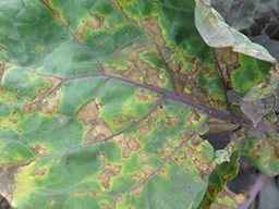 Figure 2. Angular lesions on Brussels sprouts.