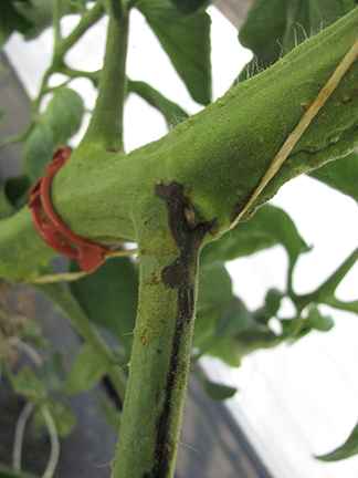 Figure 1. Pith necrosis of tomato.