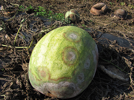 Figure 1. Phytophthora fruit rot causes large, soft areas on watermelon fruit.