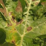 Downy mildew of watermelon causes dark brown or black lesions often surrounded by a yellow halo.