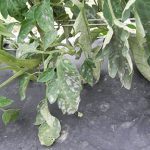 Powdery mildew of tomato is easily recognized from the sporulation of the white fungus on the leaves.