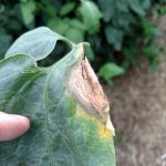Leaf lesions of Botrytis gray mold are often a light gray or brown color and the sporulation of the causal fungus can be seen on the leaf margin.