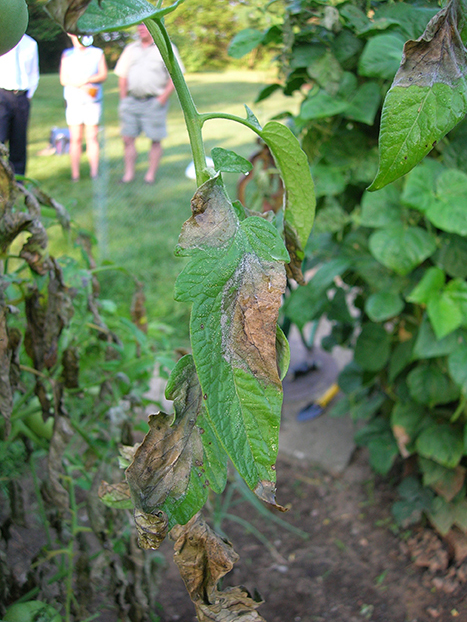 Late blight can cause brown necrotic lesions on tomato leaves.