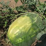 Vegetables such as this watermelon may become sunburned if lack of foliage cover exposes the fruit to excess sun and heat. (Photo by Dan Egel)