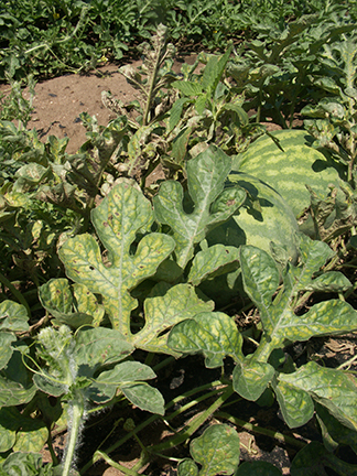 Spider mite damage on watermelon may be recognized by the chlorotic pattern that occurs between the veins.