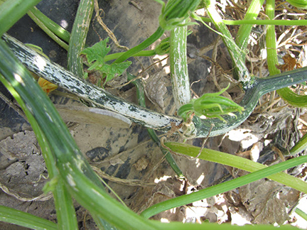 Plectosporium blight may cause the stems and petioles of pumpkins plants to appear white or light brown when numerous spindle shaped lesions coalesce.