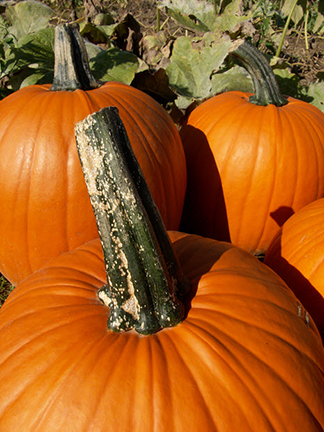 The handle of this pumpkin has lesions of Plectosporium blight which may ruin the marketability of the fruit.