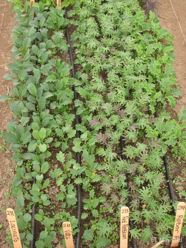 Several varieties of young kale seedlings.