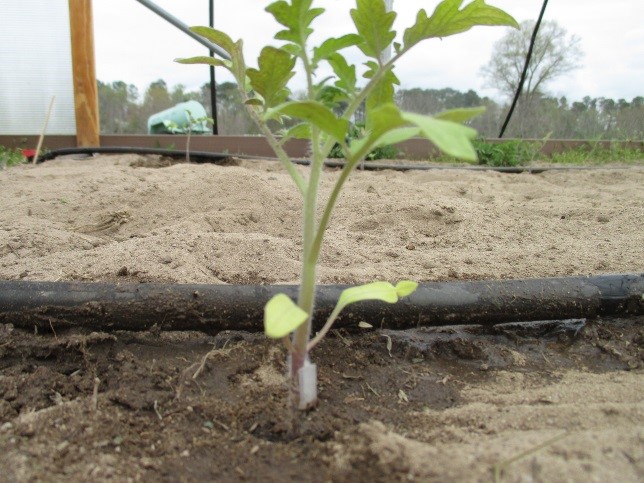 Are You Interested In Tomato Grafting Purdue University