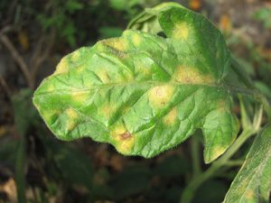 Cercospora leaf mold symptoms on the upper leaf surface. Note distinct chlorotic lesions. Photo by Dan Egel.