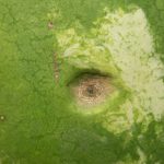 Anthracnose on watermelon fruit, caused by Colletotrichum orbiculare, is typically round and sunken. (Photo by Dan Egel)
