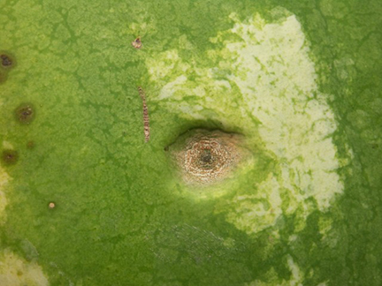 Anthracnose on watermelon fruit, caused by Colletotrichum orbiculare, is typically round and sunken.