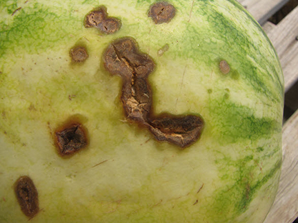 The long, cracked lesions on the watermelon shown above are anthracnose, although they are atypcial of this disease.