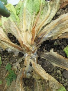 The symptoms of lettuce drop include a white mold that covers much of the plant and the dark, irregular sclerotia that are observed here. (photo: Wenjing Guan). 