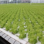 Lettuce is grown in channels using the Nutrient Film Technique