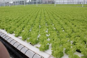Lettuce is grown in channels using the Nutrient Film Technique