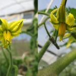 Figure 1. Note stigma of tomato flower on the left was more exerted compared to flower on the right. In addition to temperatures, genetic factor, nutritional status and light might cause stigma exertion.