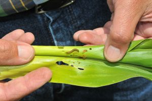 Figure 1. Corn earworm larva inside whorl of sweet corn plant (Photo by John Obermeyer).