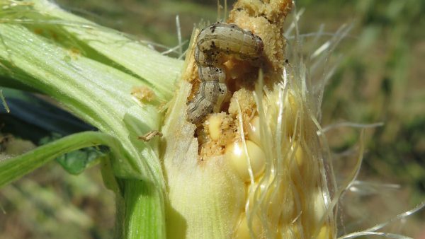 Purdue University Vegetable Crops Hotline