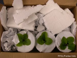 Figure 4. Use Styrofoam, packing peanuts, or crumpled newspaper inside a crush proof box to protect the sample during shipment.