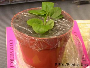 Fig. 3 soil secured in pot