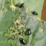 Figure 1. Flea beetles on Brassica (photo credit: John Obermeyer)