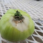 Fruit rot caused by leaf mold of tomato.