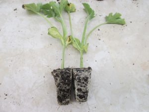Figure 4. Watermelon transplant on the left has a loose root ball compared to transplant on the right. Note the above ground plants are in similar sizes.