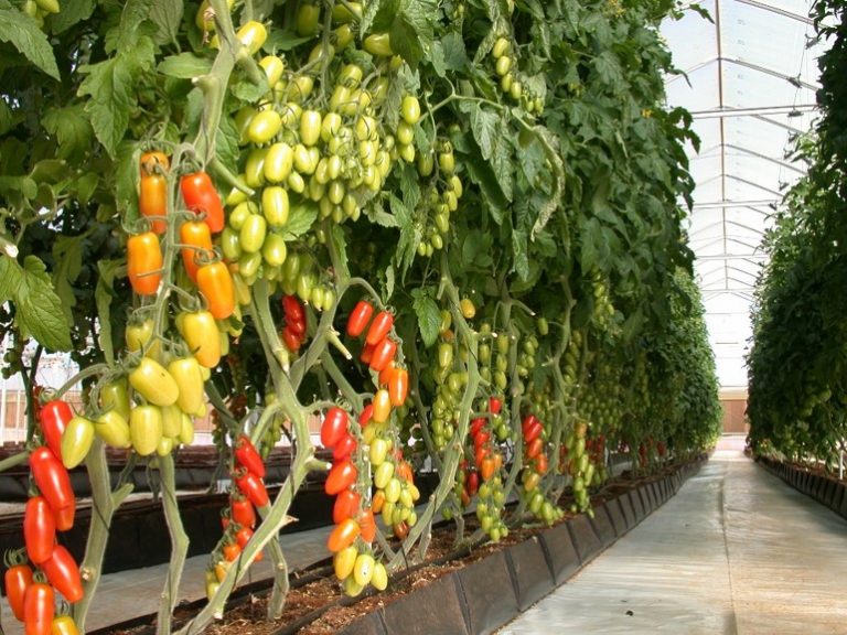 Link between Plant Density, Yield and Revenue from a High Tunnel