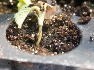 Figure 5: Damping-off of a cantaloupe seedling.