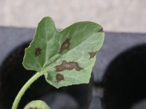 Figure 2: Anthracnose lesions on watermelon are often angular.
