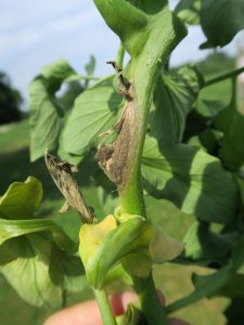 Botrytis gray mold infection has started on injured tomato stem.